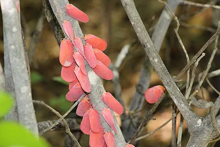 Fleur de Madagascar.