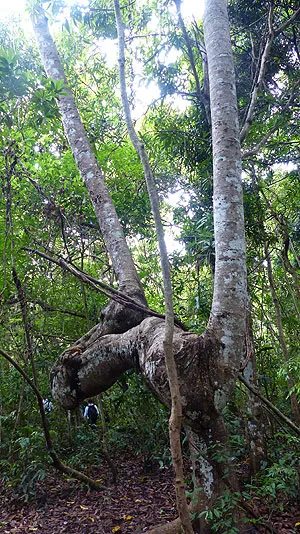 Ile de Nosy Be à Madagascar.