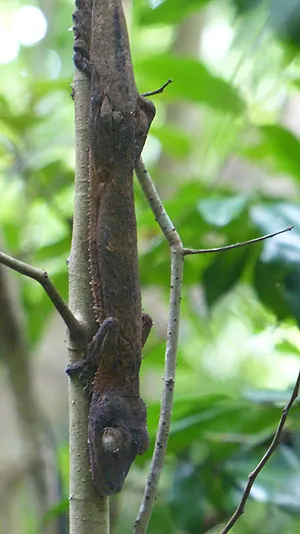 Ile de Nosy Be à Madagascar.