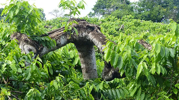 Ile de Nosy Be à Madagascar.