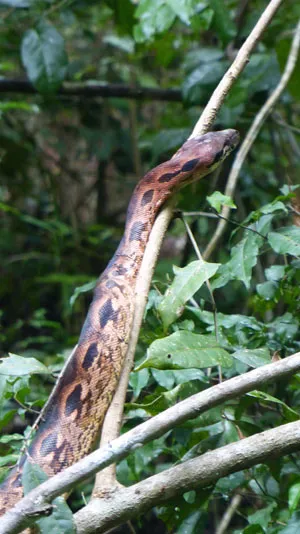 Ile de Nosy Be à Madagascar.