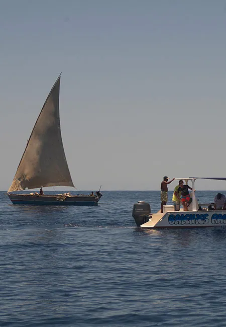 Baleines à bosses et requins baleine