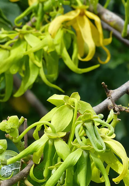 Les Huiles Essentielles, Trésor de bien être