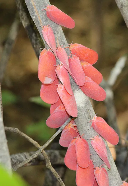 Grappe de baies roses de la plante alluaudia procera en milieu naturel madagacar