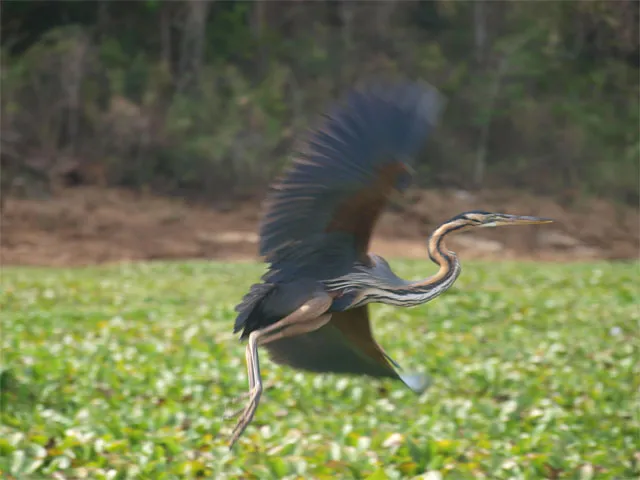 Héron dans une réserve naturelles à Madagascar.