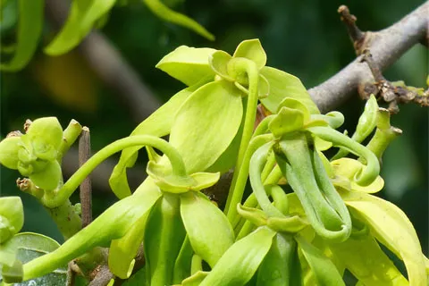 Une plante de Madagascar.