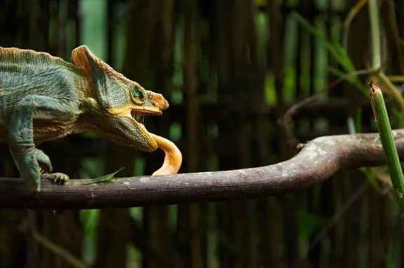 Un caméléon à Madagascar.