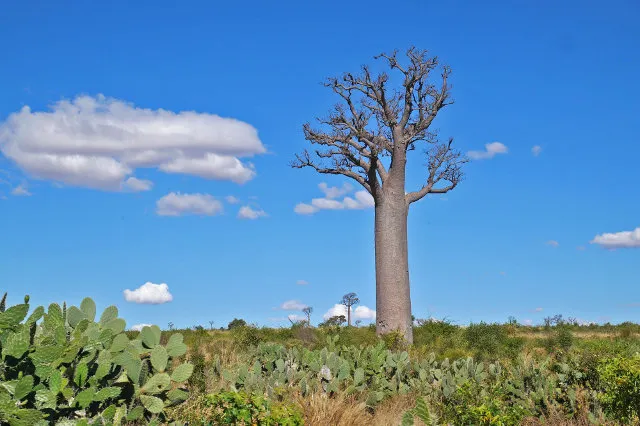 Un baobab à Madagascar.