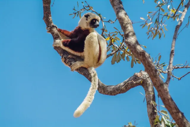Un lémurien à Madagascar.