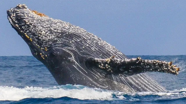 Baleine à Madagascar.